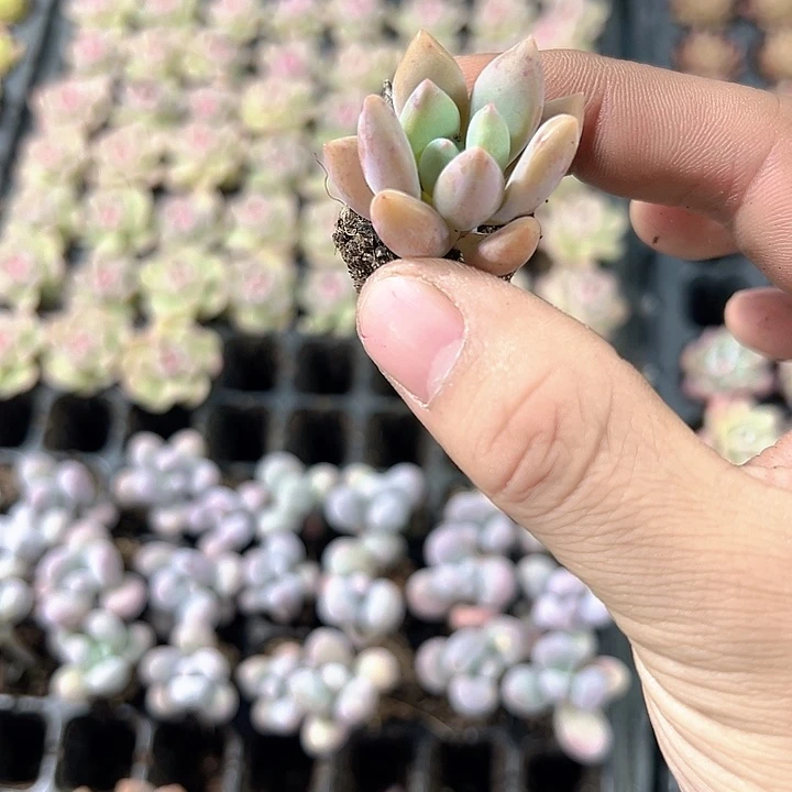 奥普琳娜 满10颗包邮