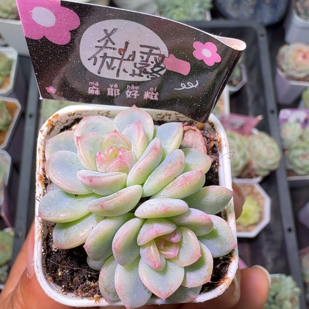 西米露双头开播福利