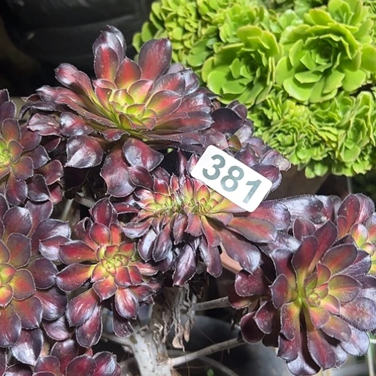 康***溎多肉植物一个晚霞381