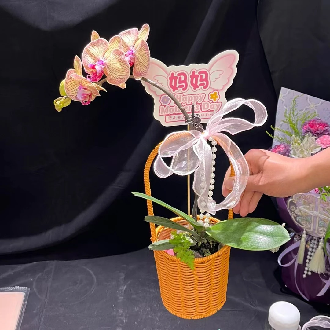蝴蝶兰盆栽母亲节送妈妈节日礼物