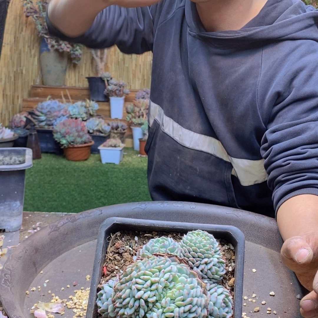 ?****.C300 号白胖子多肉