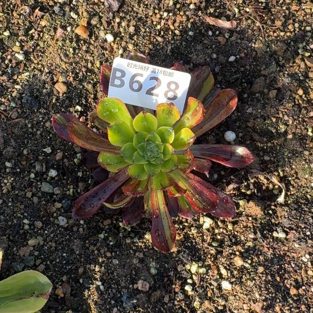 628莫兰迪多肉植物