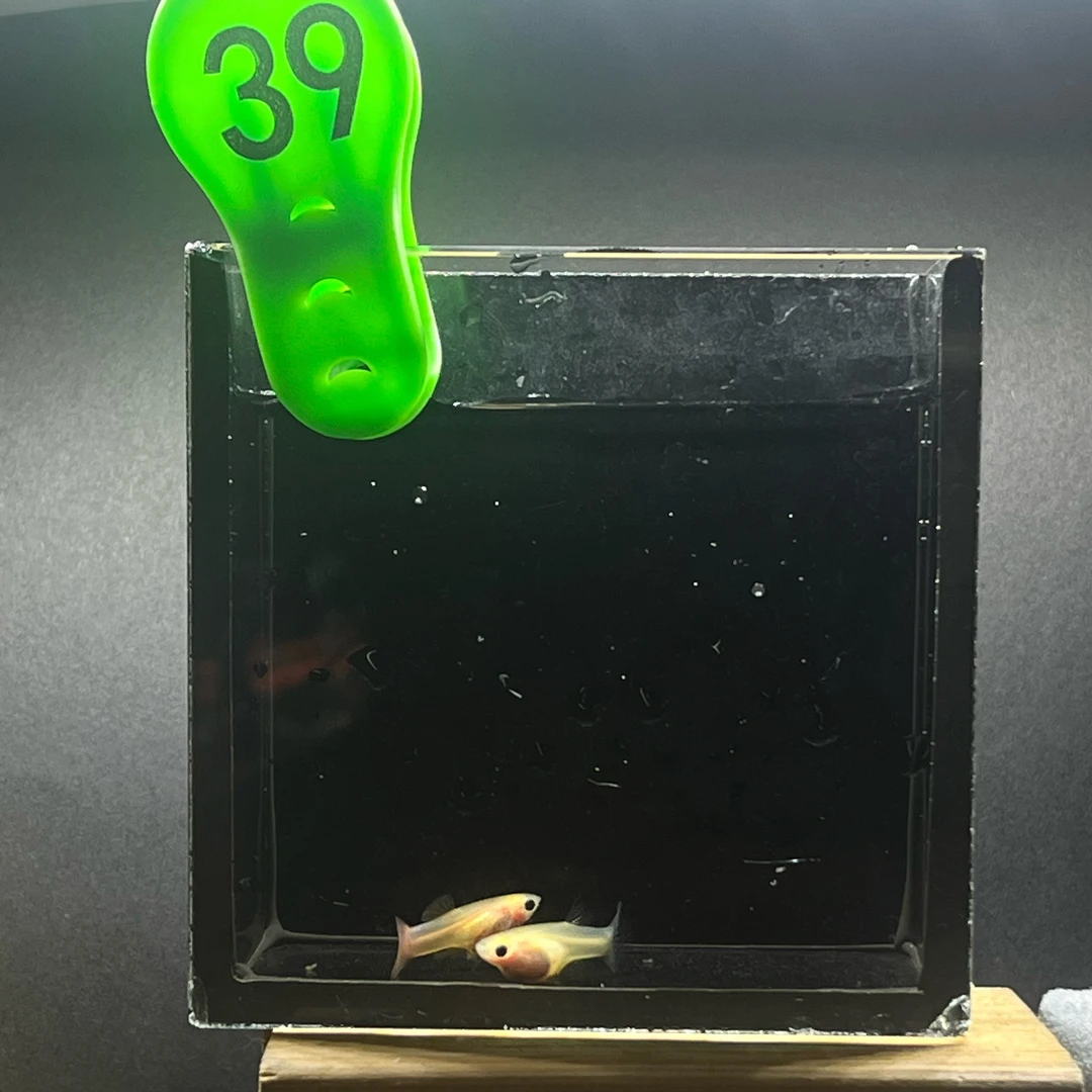 幻彩标体玻璃猫1对孔雀鱼编号39