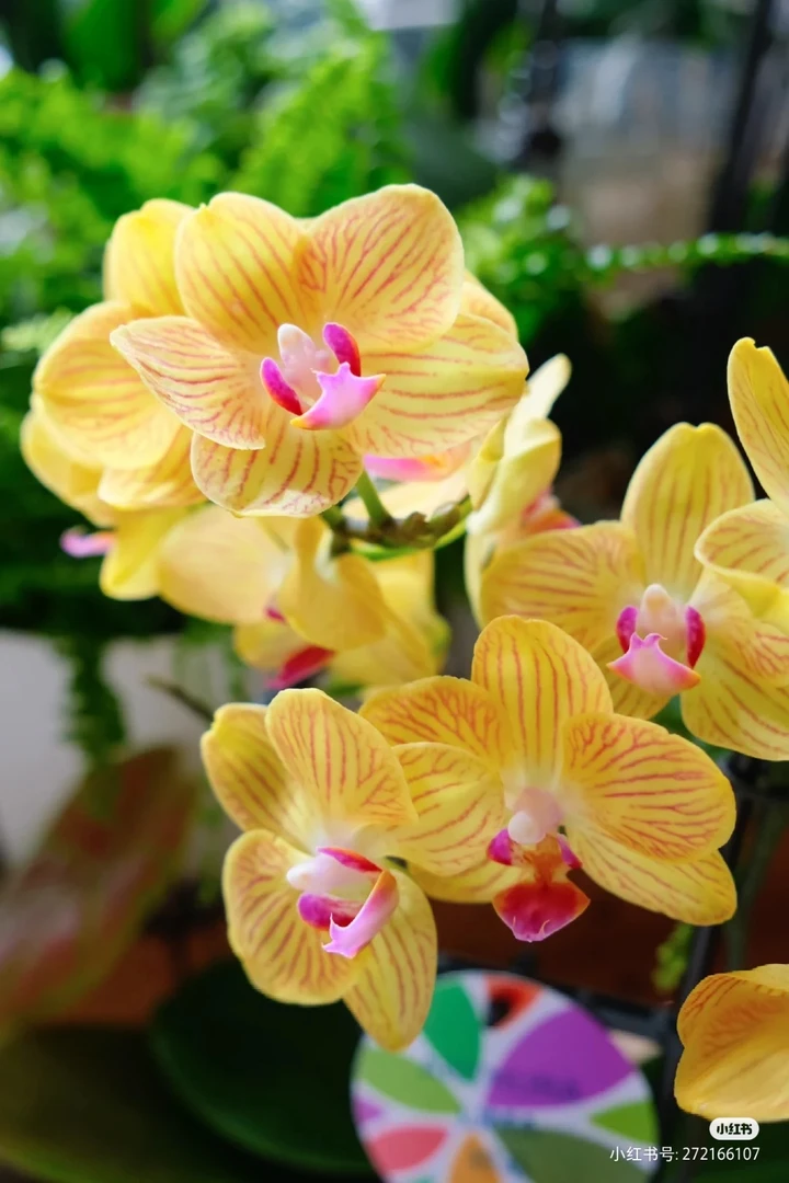 【利马】蝴蝶兰精品 高级花色耐养花期长