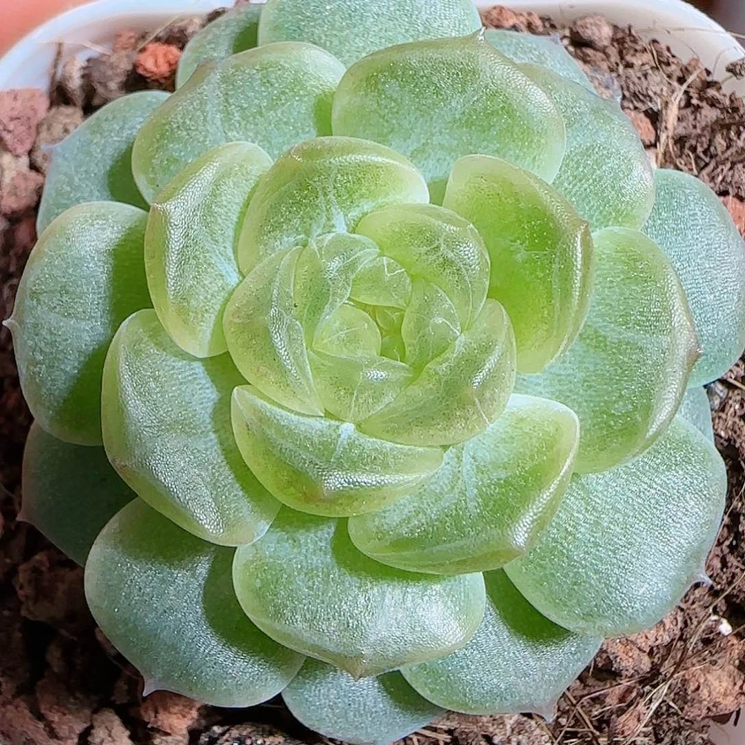 1109-----258无尽灯