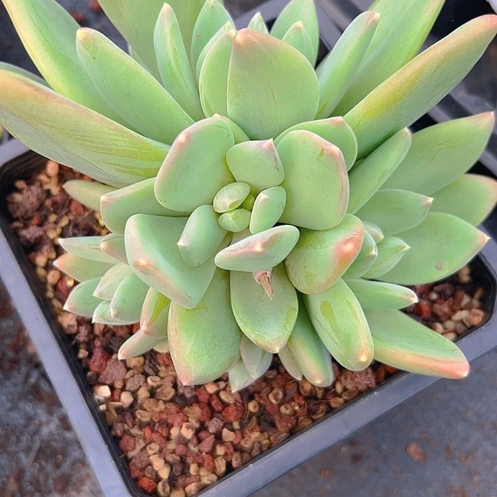 P***美人系列一物一拍多肉一个多肉福利