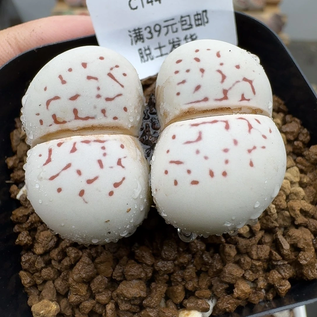 144多肉哈哈哈哈哈哈哈