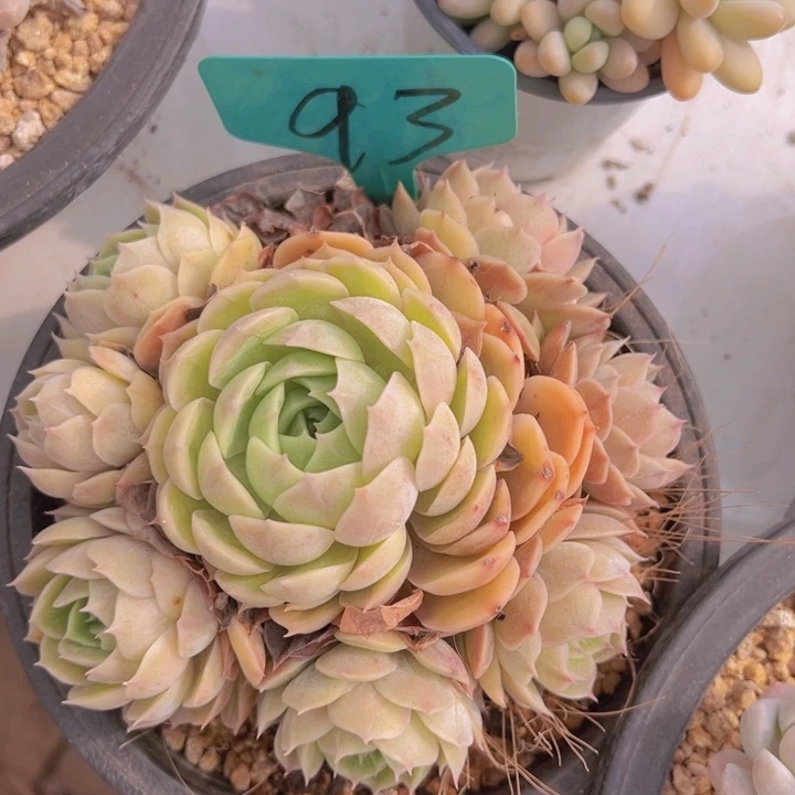 健健康康平平安安