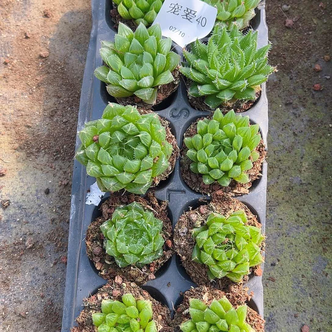 直播福利一物一拍40