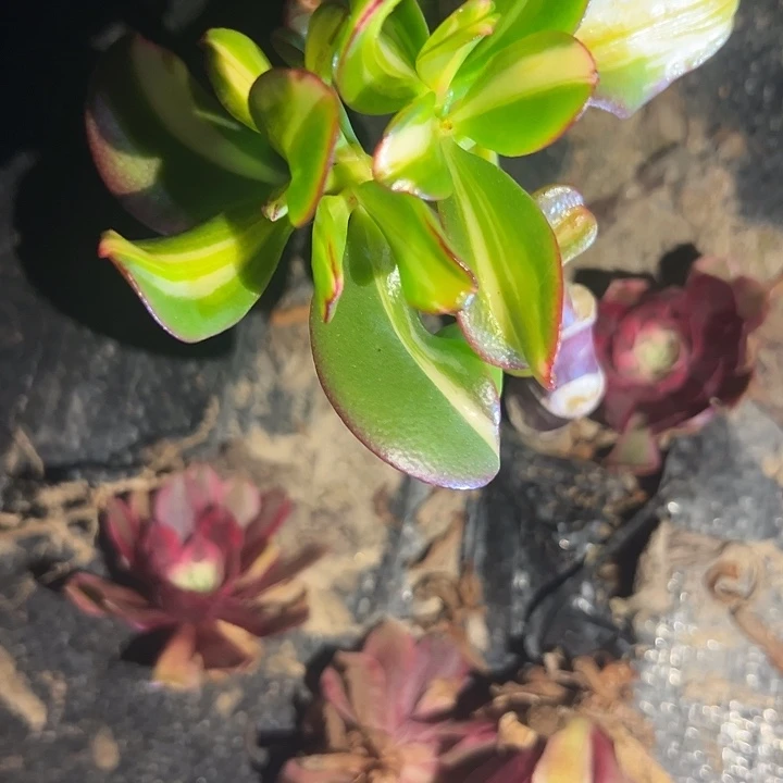 卷叶七彩蝶中斑锦好好看