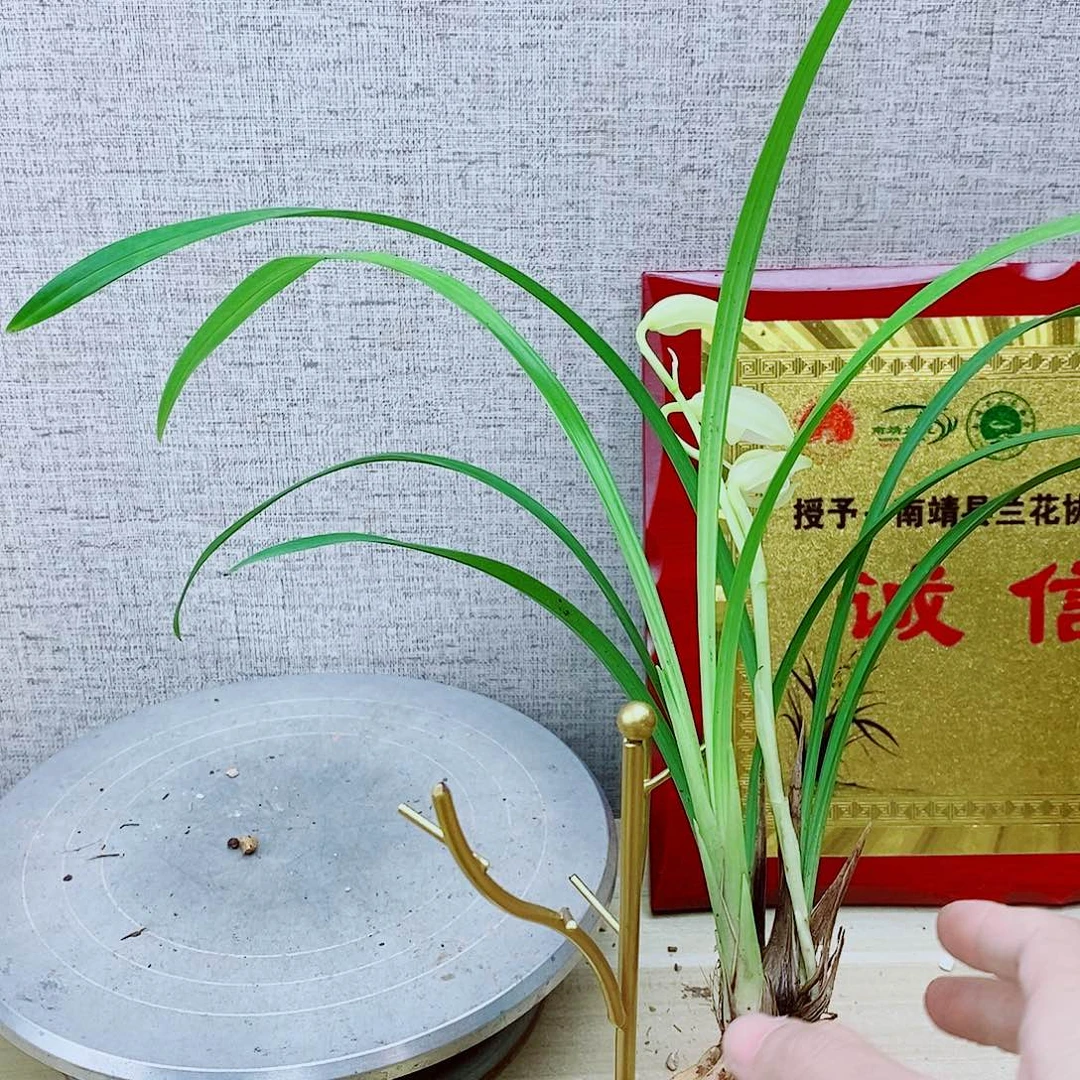 当前无花栽培后可以开花田