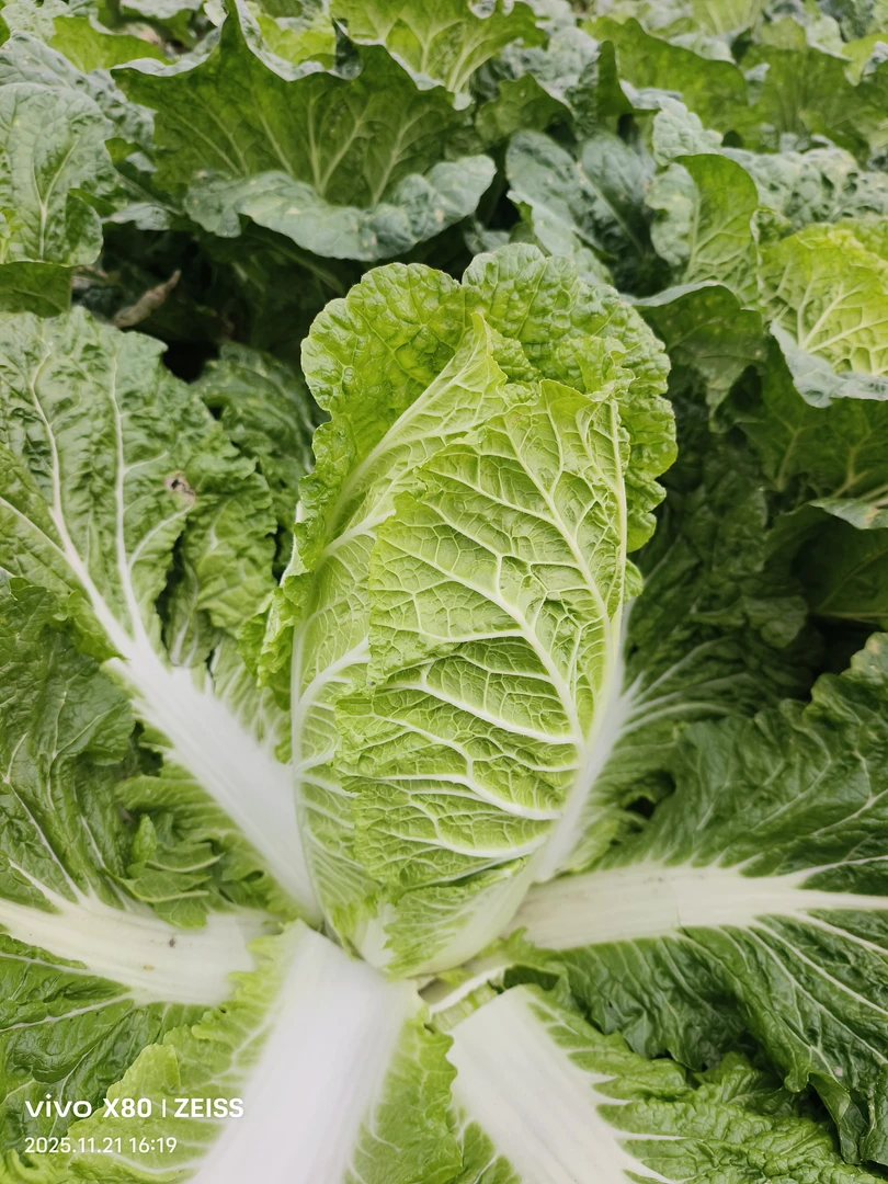 贵州高山农家自种新鲜大白菜下无污染无添加打过霜了下过雪