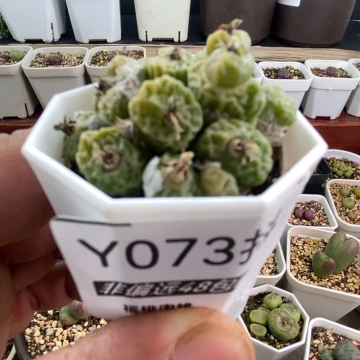 多肉一物一拍073