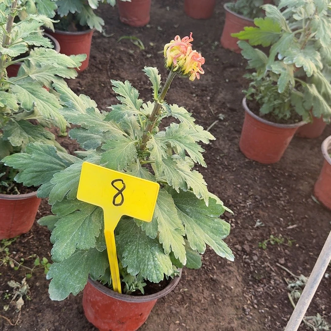 反****大部分花苞少量开放8出浴