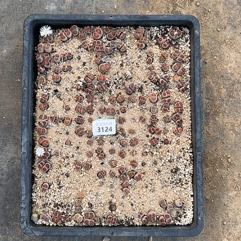 胖***刘3124，菊红窗清框特价脱土发货