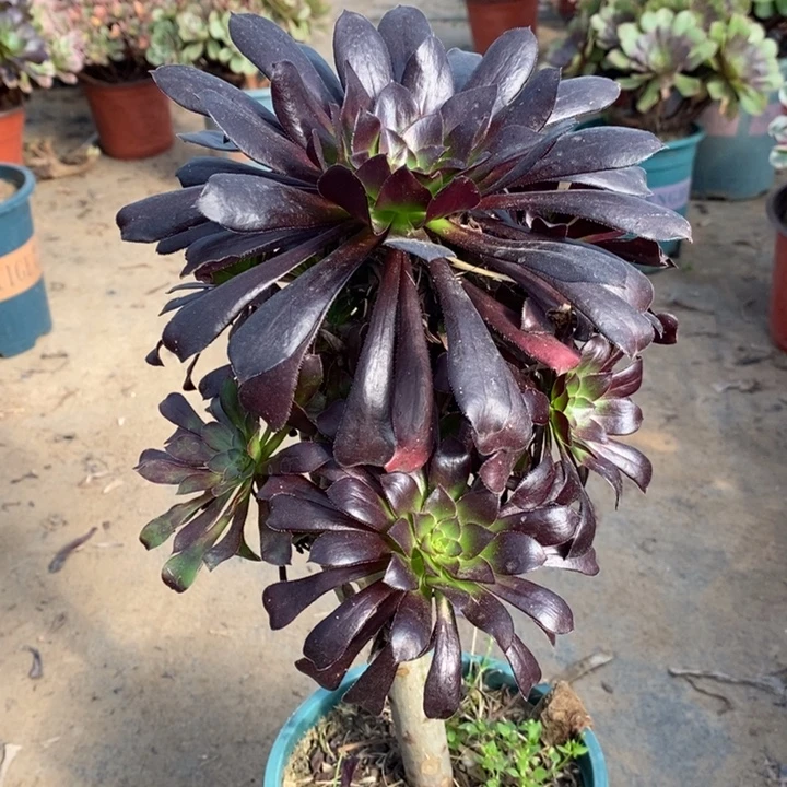 墨法多肉植物36。