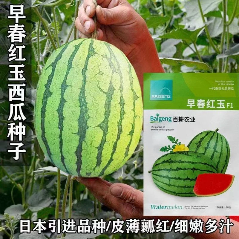 早春红玉西瓜种子抗病薄皮甜脆特大少籽冰糖麒麟瓜8424水果种籽