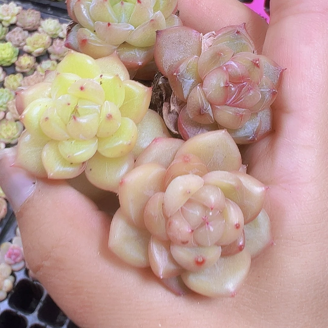 星芒珍妮3个19包邮