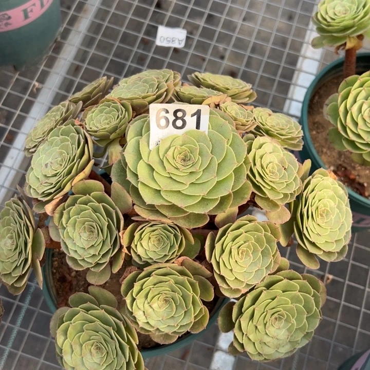 681万圣节28厘米左右