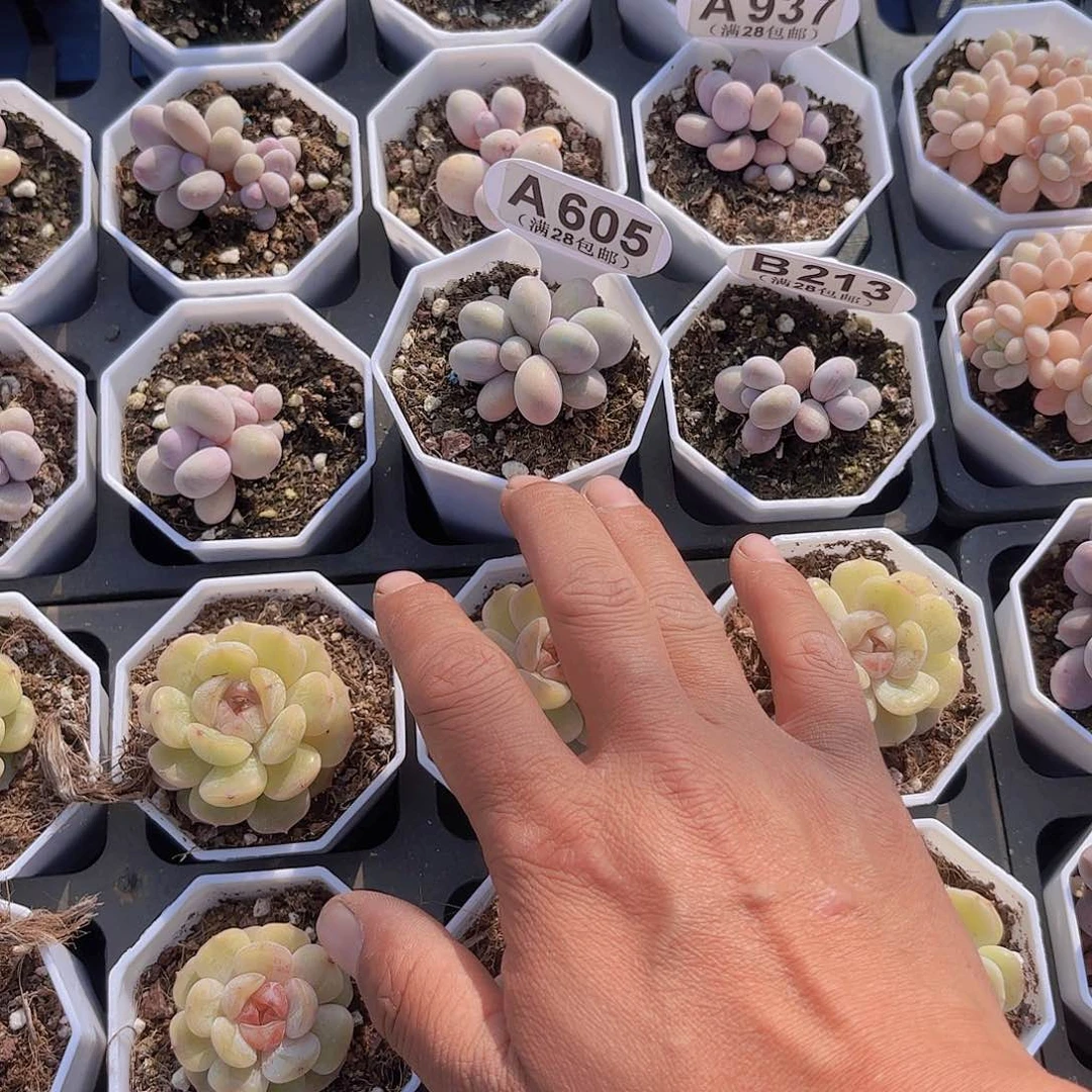 稻**人A695原始奶一物一拍