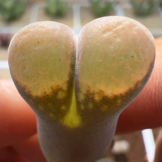 编号丢失美风铃一颗289。