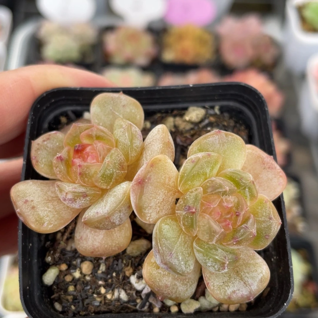 【闪购商品】粉恋粉恋 多肉 10.30