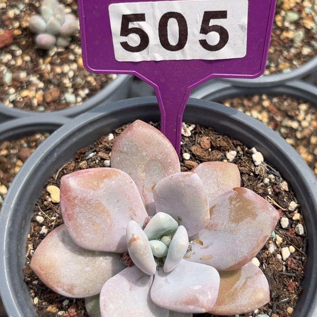 橙龙多肉植物505