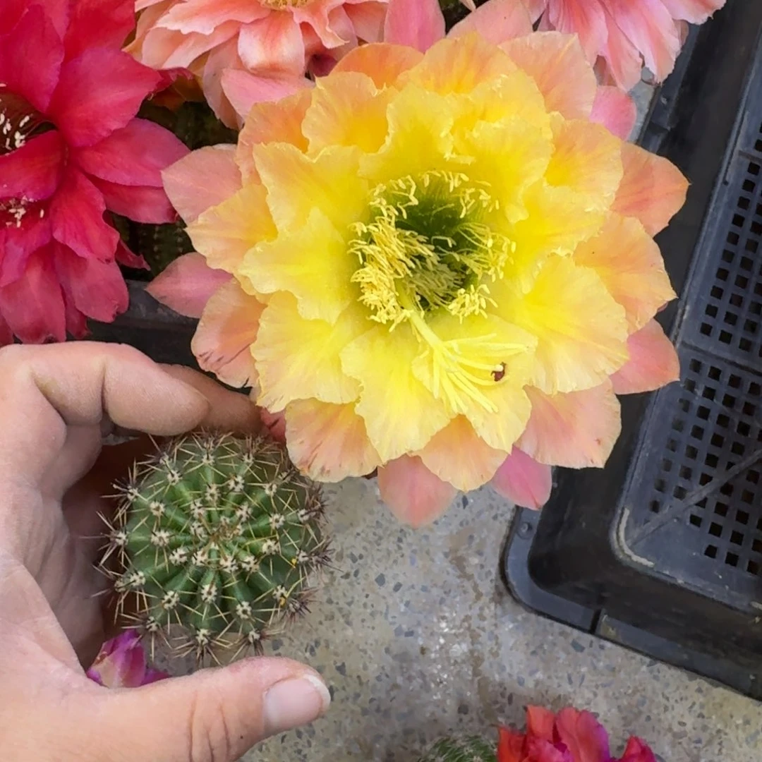 422毛环歪歪无根侧牙歪5公分左右，20包邮