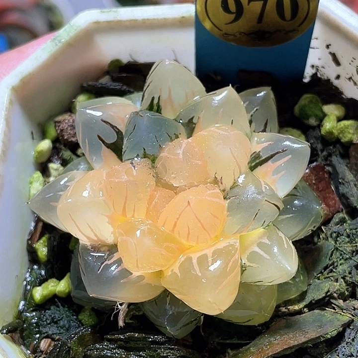 970水中月一物一拍