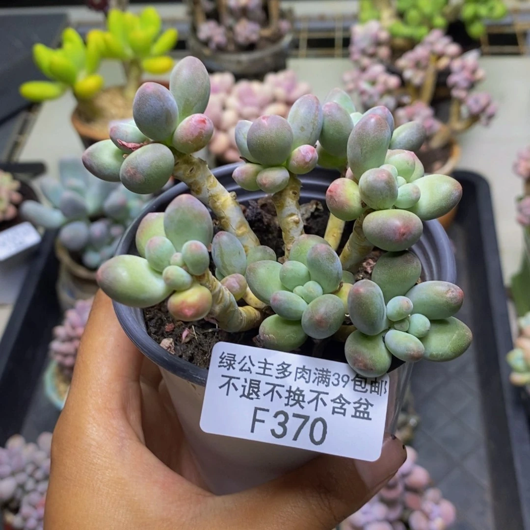 370苹果奶多肉7c m