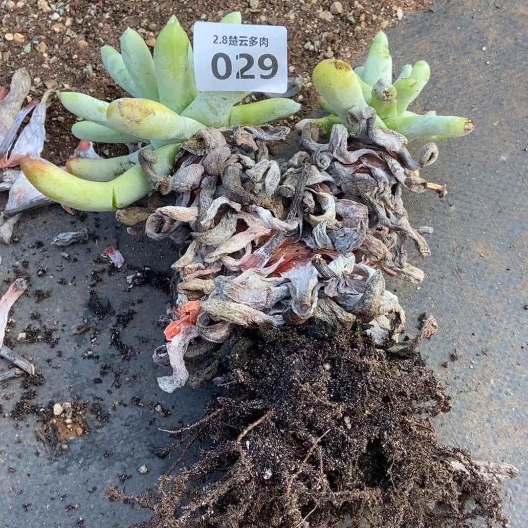 029拇指多肉植物啦啦啦