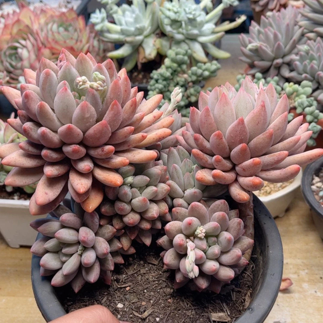 【闪购商品】804红蜻蜓