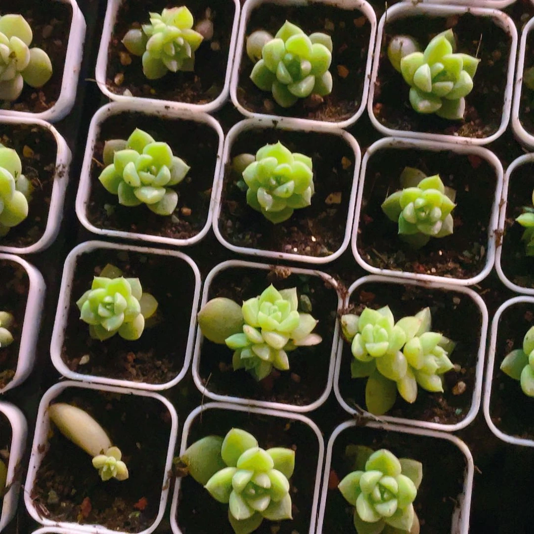 七喜盆一个满25包邮