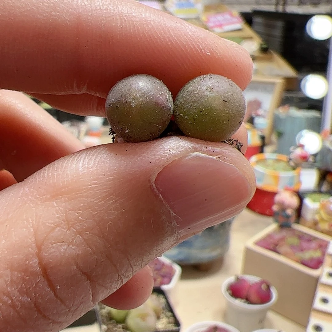 【闪购商品】316 空蝉x2