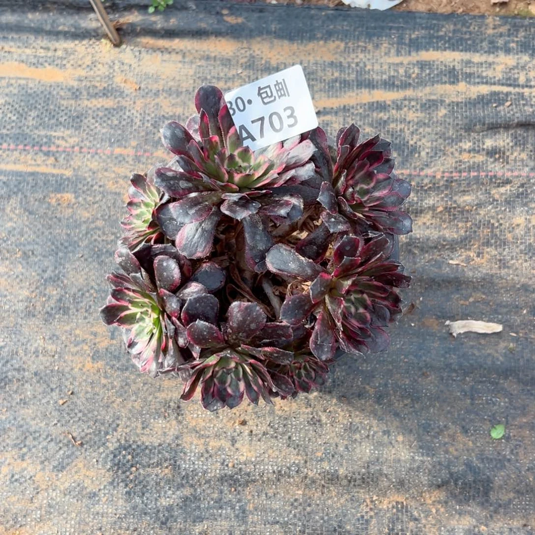 703 多肉侧枝不包