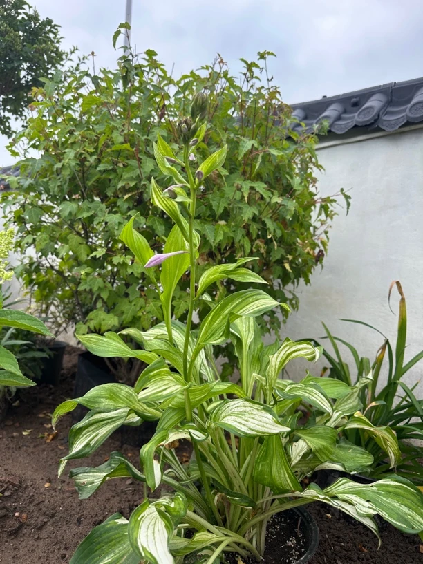 金边玉簪多年生宿根花卉花镜收边搭配阳台植物首选