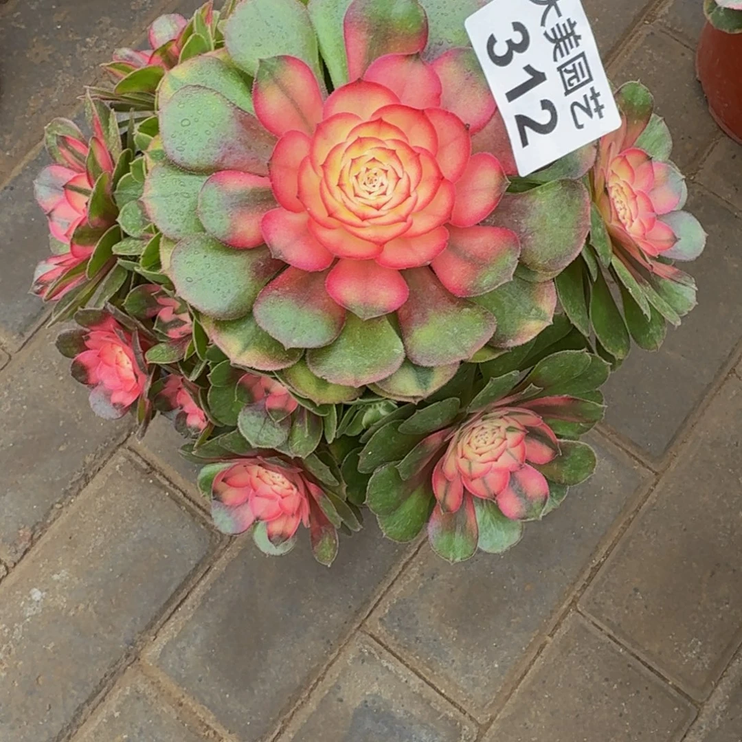 用***2荔枝老桩312肉肉肉肉