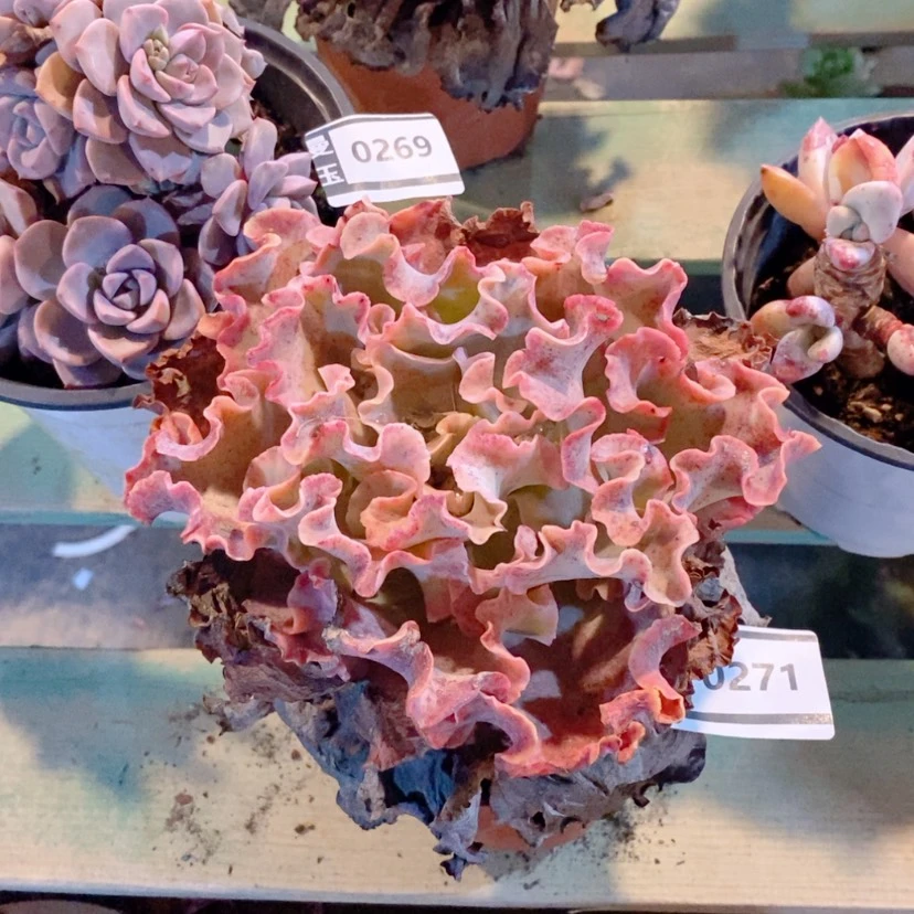 【闪购商品】高砂0271