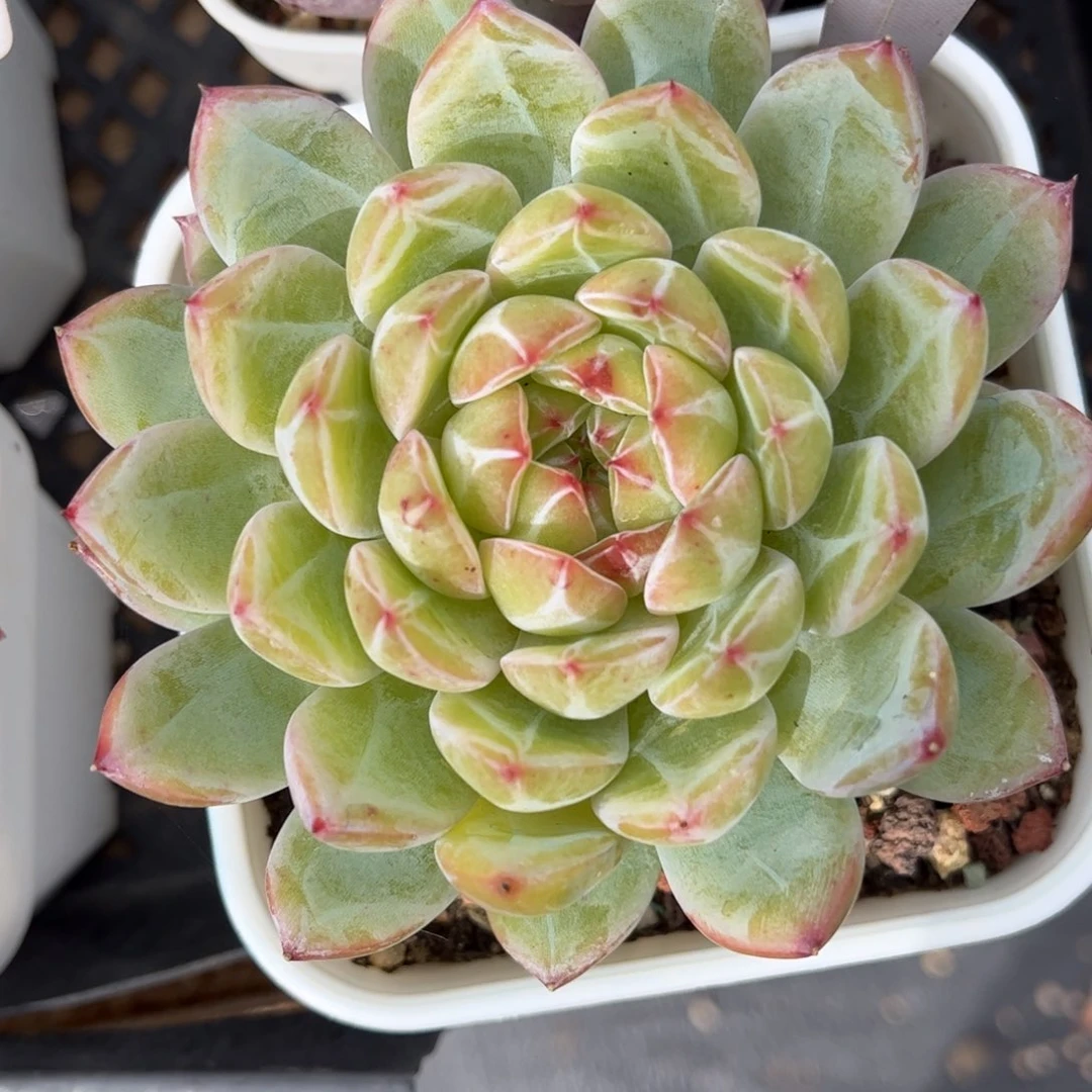 多肉植物1402 满30包邮