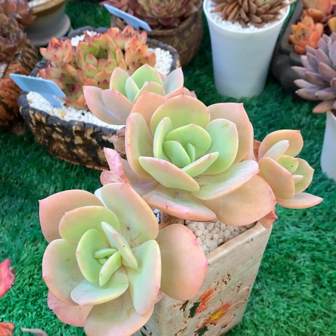 雪凤多肉植物盆栽