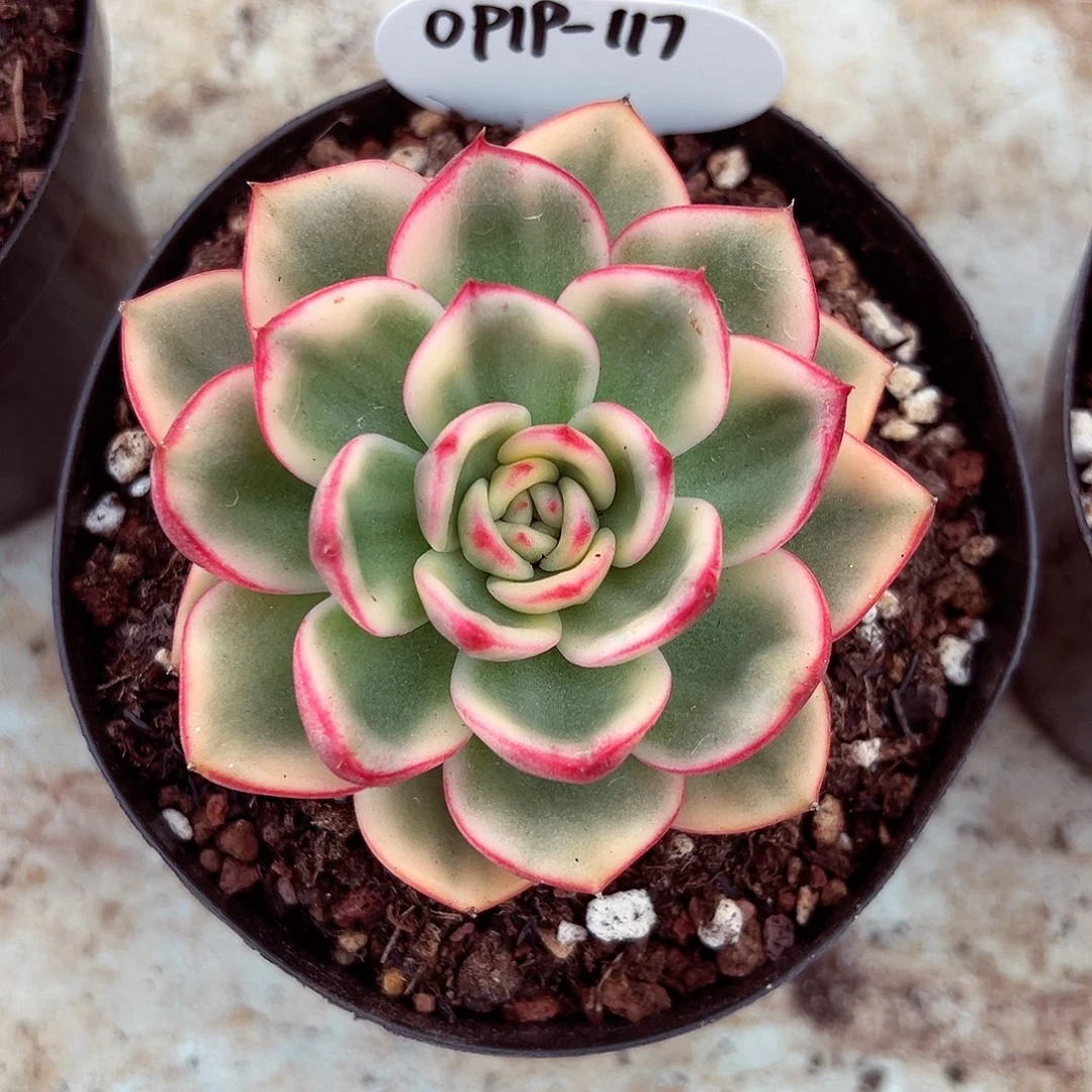 0919-117蔚蓝锦。。。。