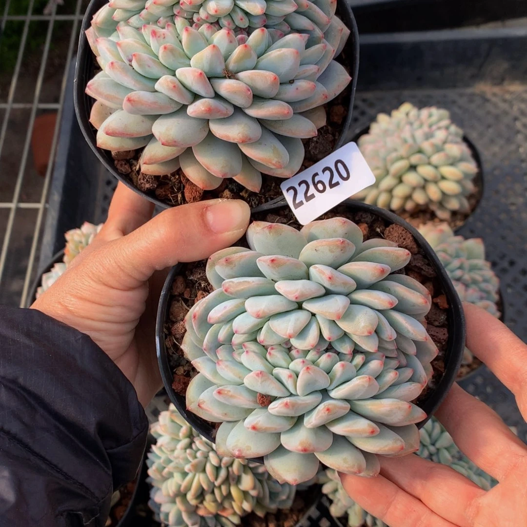 A****?22620两个一起嗯嗯嗯