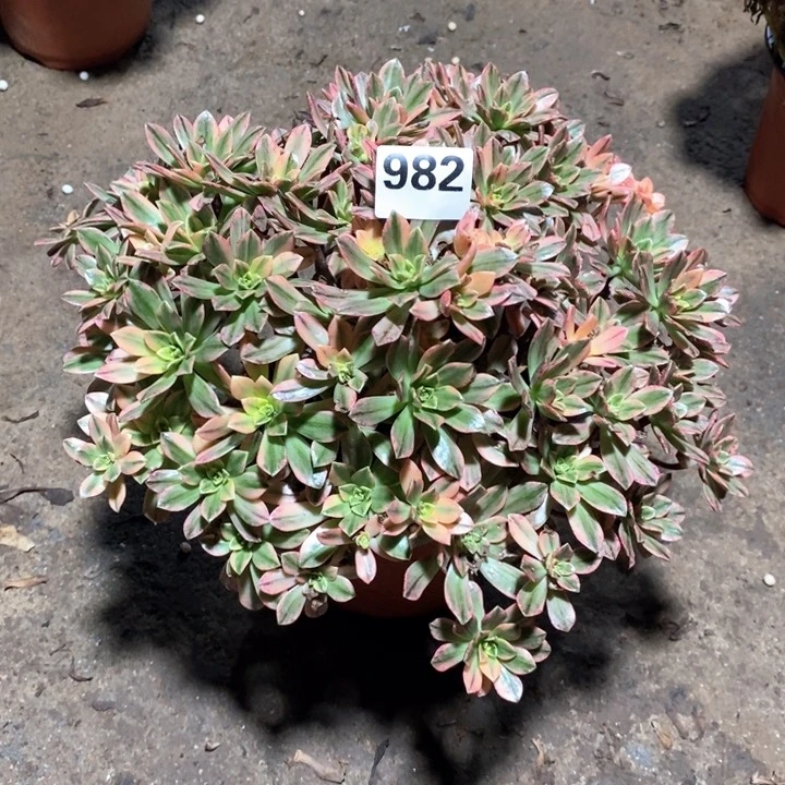 维****)法师植物一物一拍982