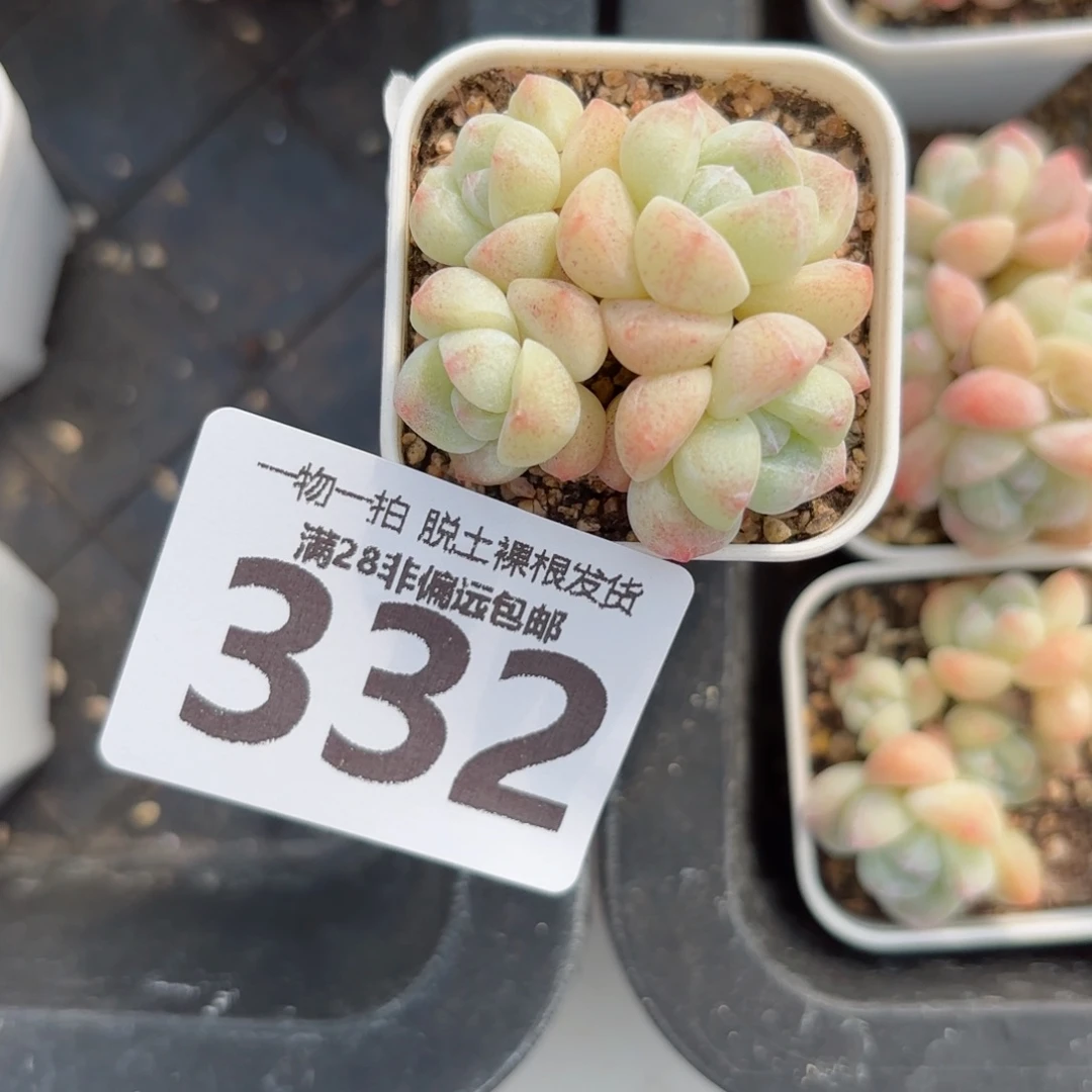冰玉老桩无盆土发货