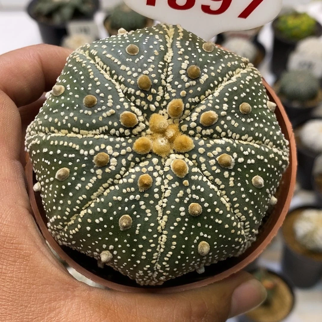 1397福利特价咯特价来了