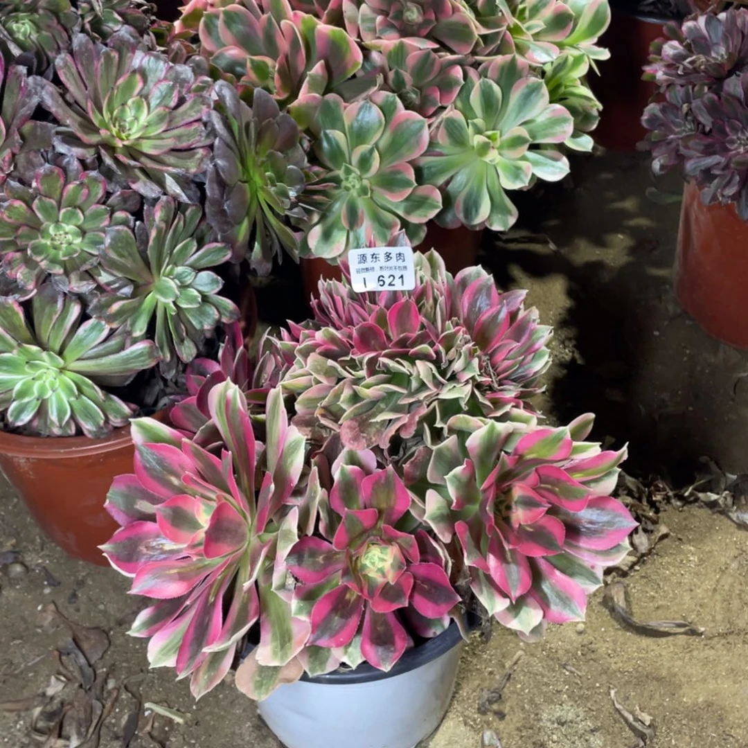 621粉女缀多肉法师断枝不包