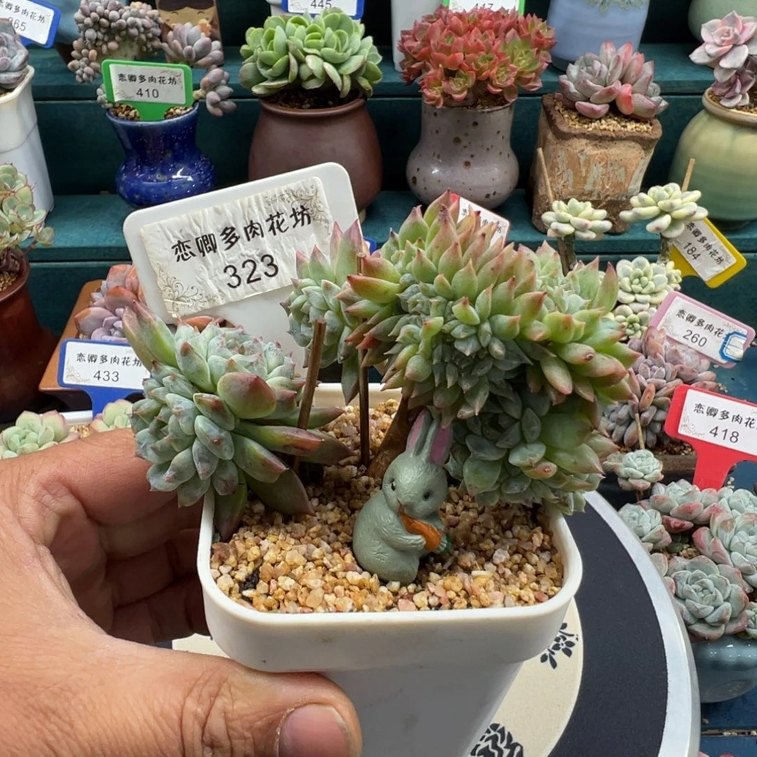 323糖心树缀老桩000