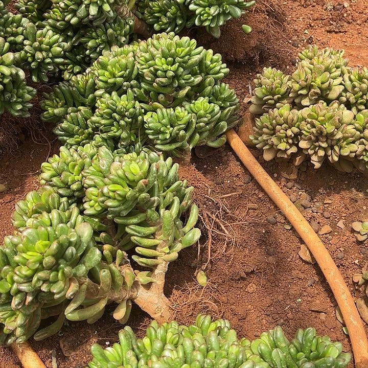 招财猫10.99多肉植物