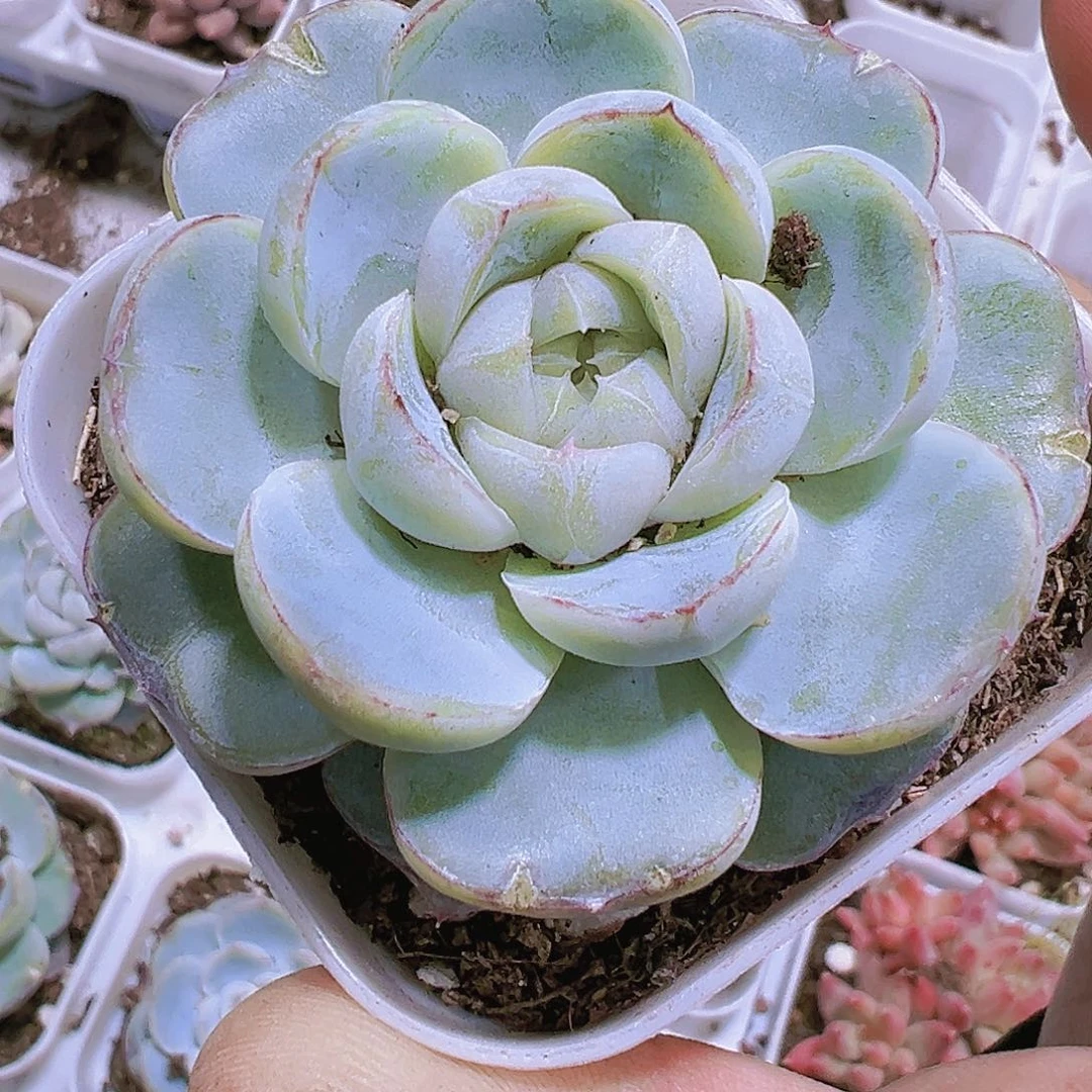 大单头胖虎19包邮