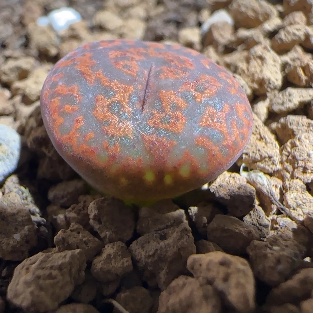 肉锥多肉植物组合-ap正红色酒红勋章695
